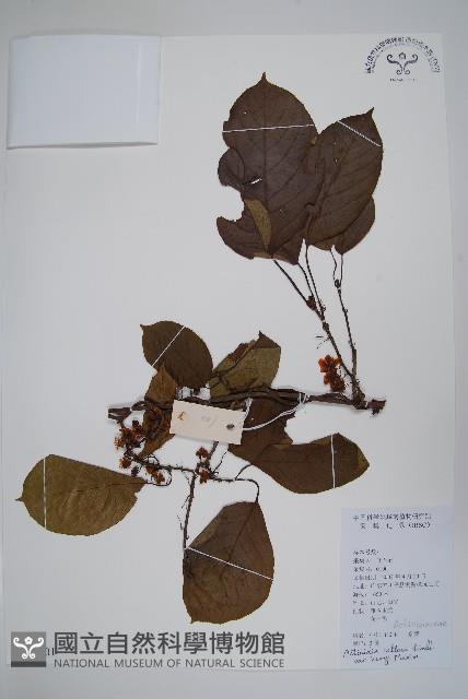 京梨獼猴桃藏品圖，第1張