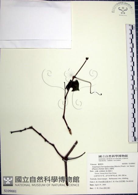 漢氏山葡萄藏品圖，第1張