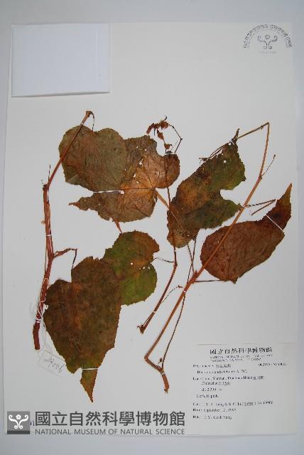 登錄號:S059001藏品圖，第1張