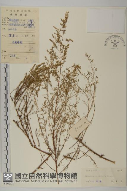 茵蔯蒿藏品圖，第1張