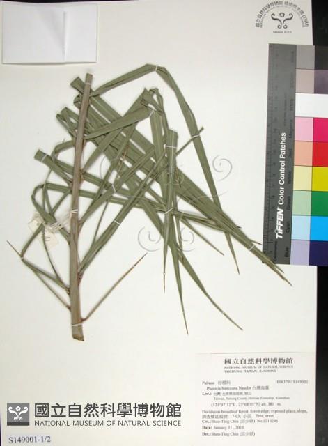 台灣海棗藏品圖，第1張