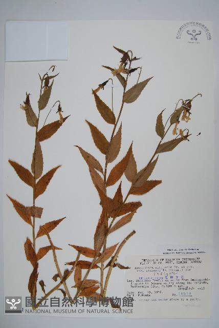 登錄號:S049001藏品圖，第1張