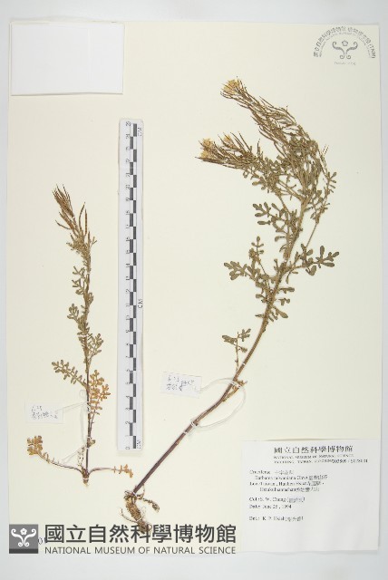 臺灣山芥菜藏品圖，第1張