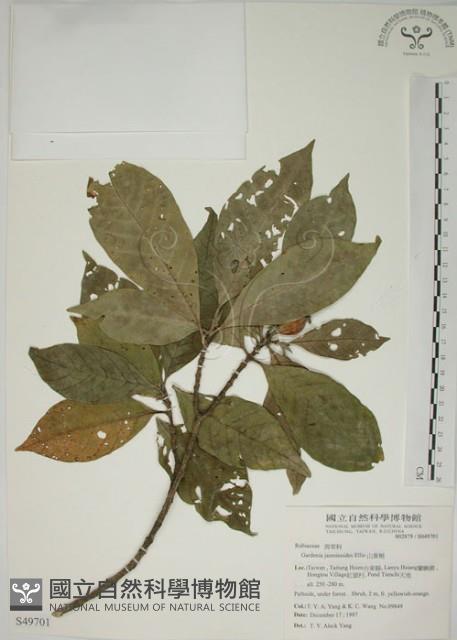 山黃梔藏品圖，第1張