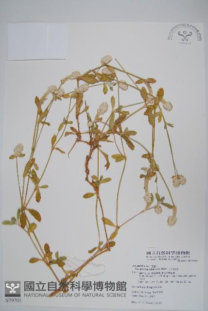 假千日紅藏品圖，第1張