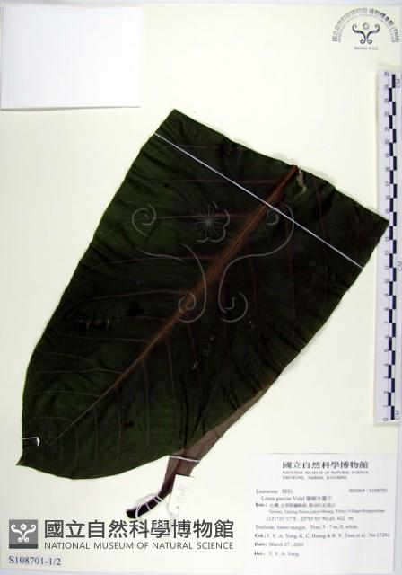 蘭嶼木薑子藏品圖，第1張