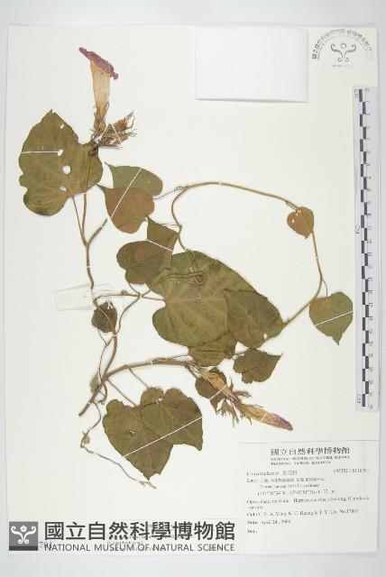 銳葉牽牛藏品圖，第1張