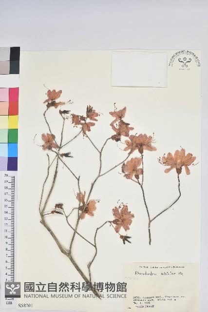 登錄號:S058701藏品圖，第1張