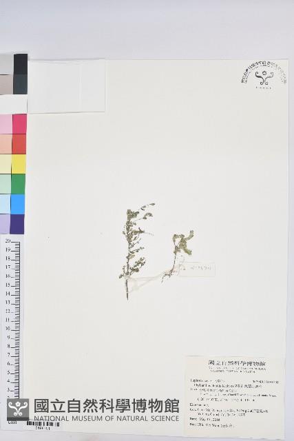 銳葉小還魂藏品圖，第1張