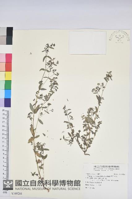 紫斑大戟藏品圖，第1張