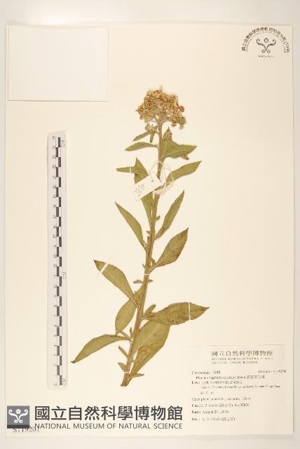 翼莖闊苞菊藏品圖，第1張