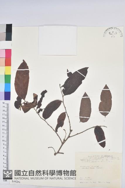 菲律賓饅頭果藏品圖，第1張