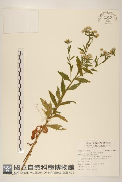 白頂飛蓬藏品圖，第1張