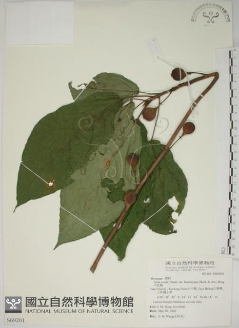 牛乳榕藏品圖，第1張