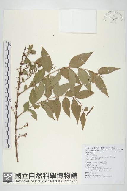 臺灣馬桑藏品圖，第1張