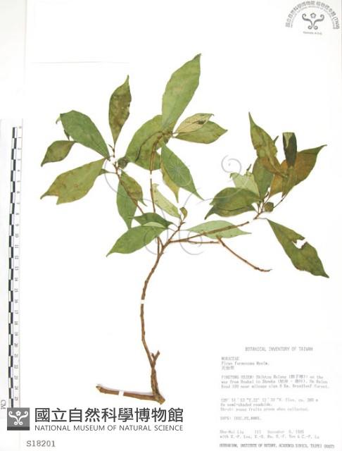 天仙果、臺灣榕藏品圖，第1張