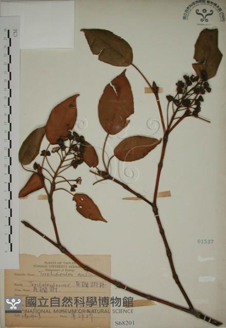 昆欄樹藏品圖，第1張