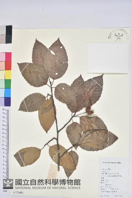 水青岡藏品圖，第1張