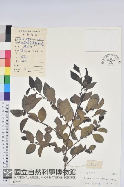 黑面神藏品圖，第1張