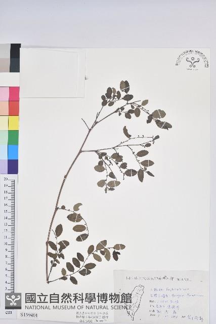 臺灣山漆莖藏品圖，第1張