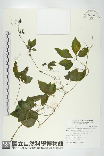 絞股藍藏品圖，第1張