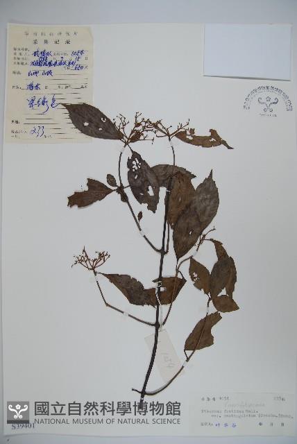 狹葉莢迷藏品圖，第1張