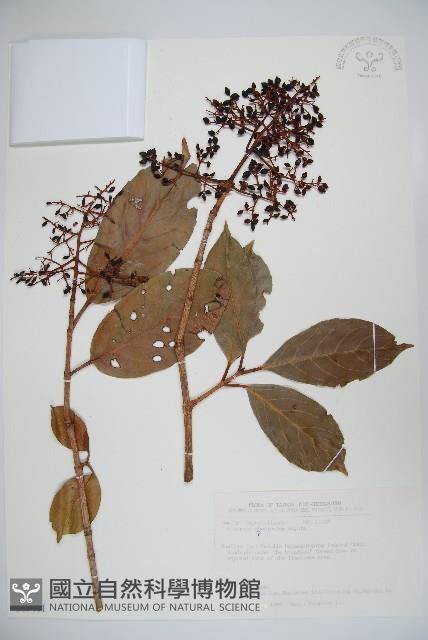 著生珊瑚樹藏品圖，第1張