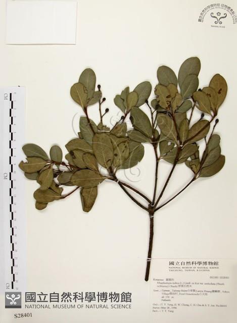 厚葉石斑木藏品圖，第1張