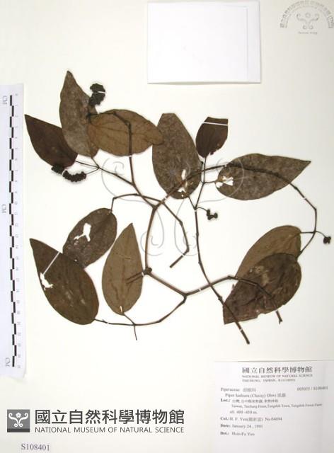 風藤藏品圖，第1張