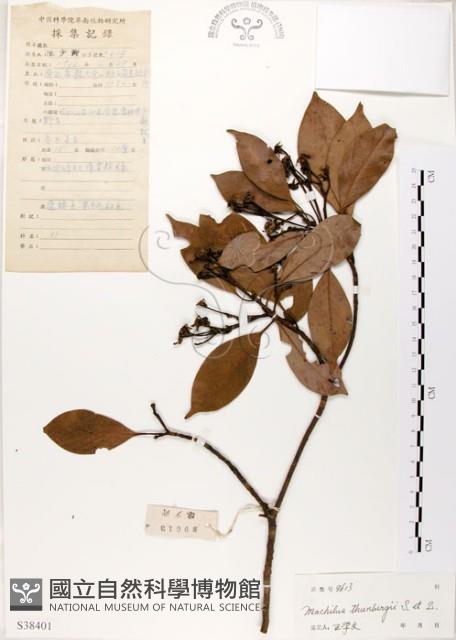 豬腳楠藏品圖，第1張