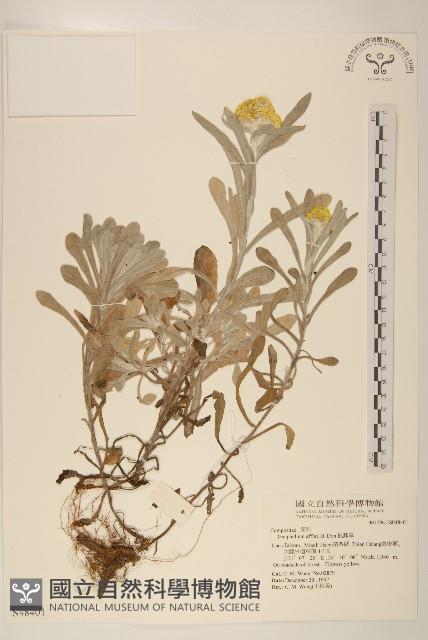 Cudweed Collection Image, Figure 1, Total 2 Figures