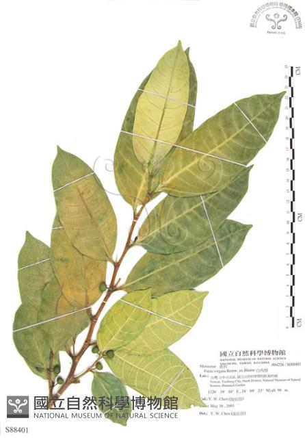 白肉榕藏品圖，第1張