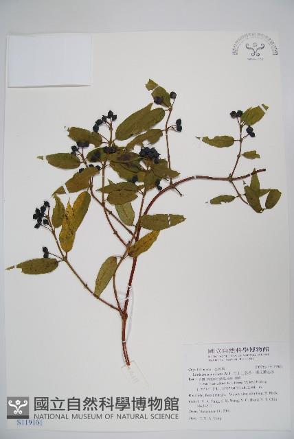 阿里山忍冬、漸尖葉忍冬藏品圖，第1張