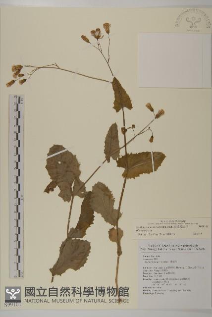 粉黃纓絨花藏品圖，第1張