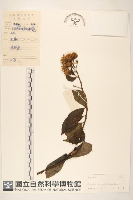 廣西斑鳩菊藏品圖，第1張