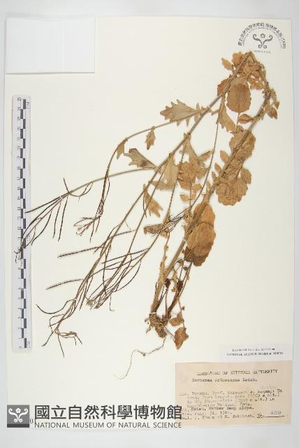 山芥菜藏品圖，第1張