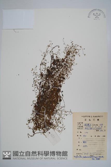 附地菜藏品圖，第1張