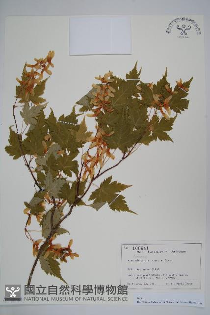 塔槭藏品圖，第1張