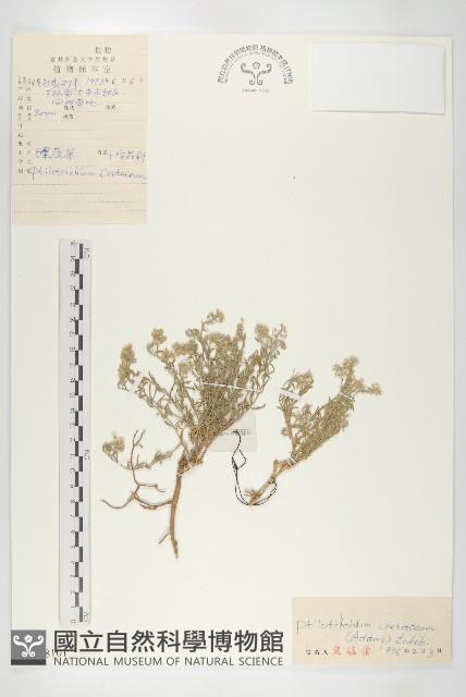 燥原薺藏品圖，第1張