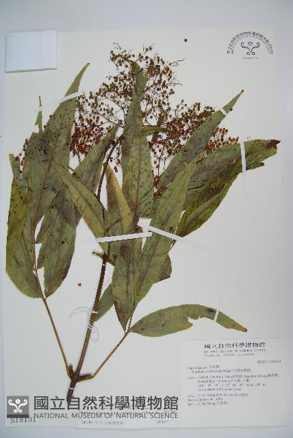 冇骨消藏品圖，第1張