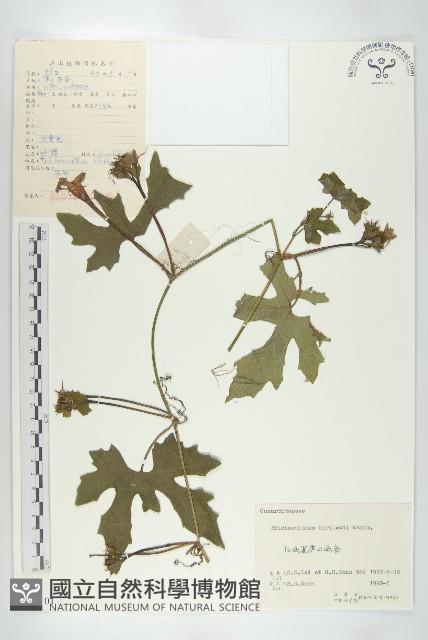 括樓藏品圖，第1張