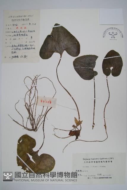 杜衡藏品圖，第1張