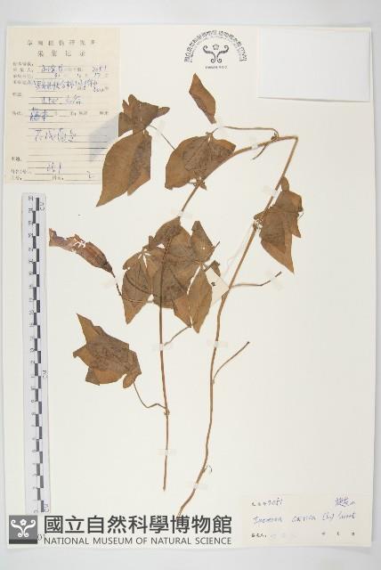 番仔藤藏品圖，第1張