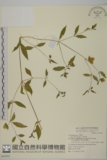 狗筋蔓藏品圖，第1張