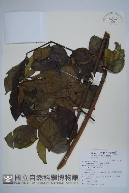 木蝴蝶藏品圖，第1張