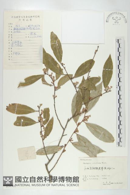 木半夏藏品圖，第1張