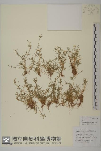 瓜槌草、漆姑草藏品圖，第1張