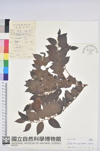 毛果算盤子藏品圖，第1張