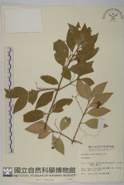 厚葉衛矛, 源一木藏品圖，第1張