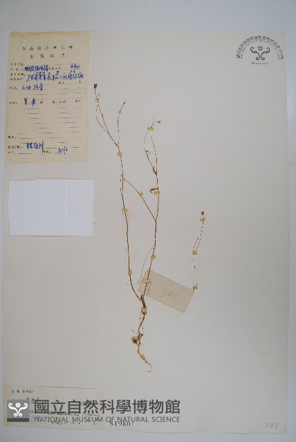 細葉蘭花參藏品圖，第1張